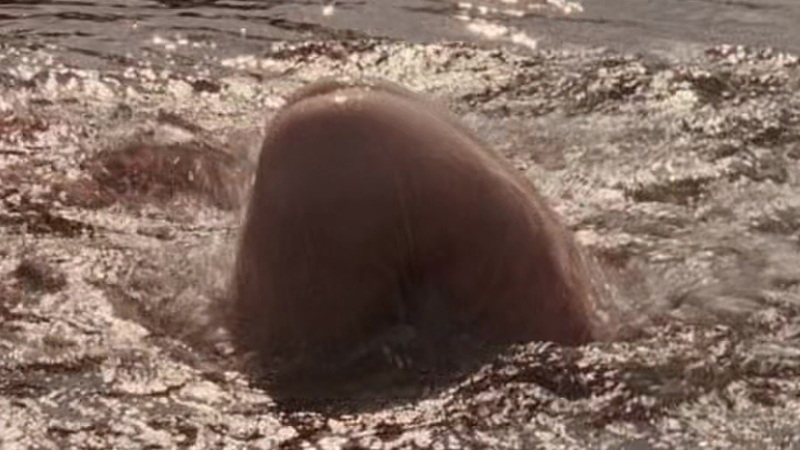 Nudes of Frank from Wrestling Ernest Hemingway. Butt, nude, skinny dipping. 104562