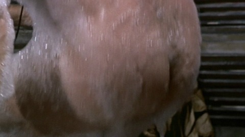 Eli Wallach Naked in The Good, the Bad and the Ugly. Butt, Shirtless. 25783