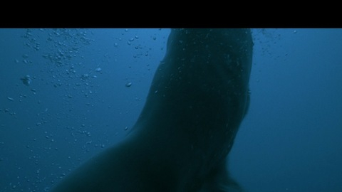 Eric Dane in Open Water 2: Adrift (2006) Sexy Shirtless 4728