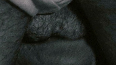Ray Wise in Chillerama (2011) Balls Prosthetic Underwear 8668