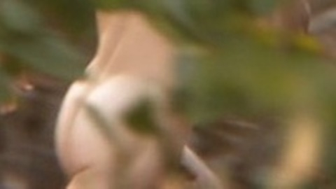 Matt O'Neill Naked in Primitive. Sexy, Shirtless, Butt, Penis. 12523