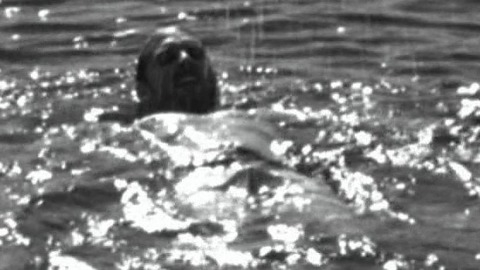 Josh Lucas in The Weight of Water (2000) Sexy Bathing Suit Bulge Shirtless 29863