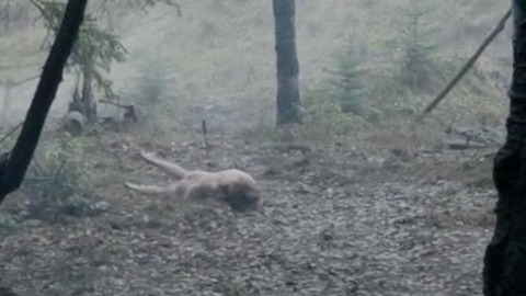 Nudes of Coulter Naked Pale Trapper from The Revenant. Butt, Shirtless. 51066