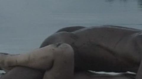 Nudes of Iniko from Palm Trees in the Snow. Butt, Shirtless, Straight. 52032
