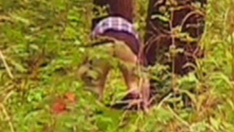 Jason Phelps Nude as Wasteoid 1. Butt, distant nudity, nature. 93080