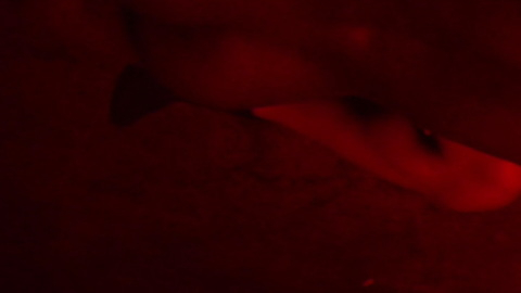 Alexandre Moreau Naked as Cyborg. Butt, Sexy, Shirtless, Straight, close up, man/woman. 105651