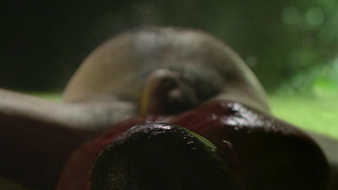 Rory Kinnear Naked in Men. Penis, Horror, bloody. 178825