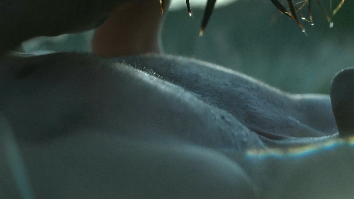 Sexiest Jacob Elordi Scene in The Narrow Road to the Deep North. Shirtless, Straight, butt, sexy. 81475
