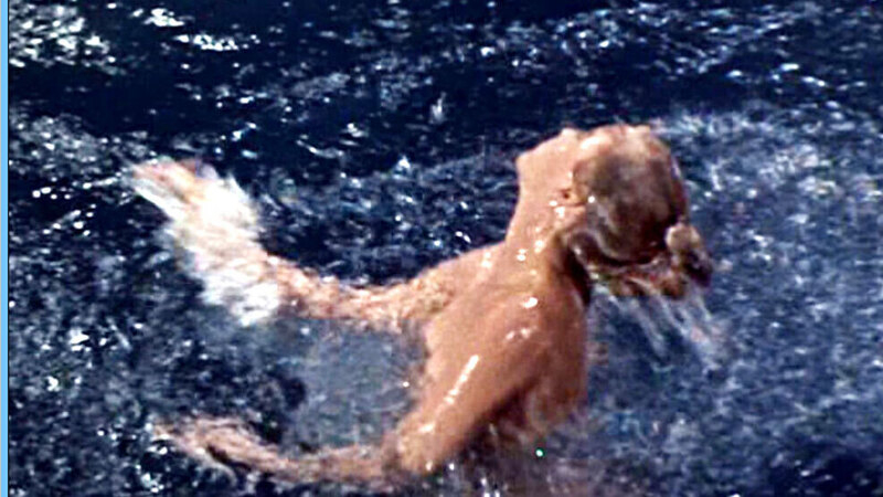 Hottest Altaira Morbius Scenes. Sexy, SFW, Skinny Dipping. 592095
