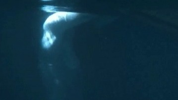 Sexiest Mulva Scenes. Sexy, SFW, underwater. 740950