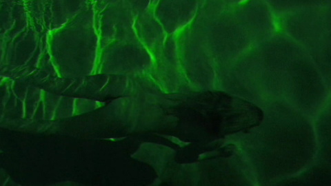 Felicity Price Nude as Michelle. Bush, Butt, backburger, green lighting. 839036