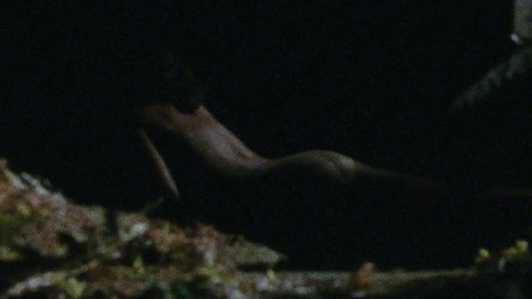 Nudes of Dana from Battle for the Lost Planet. Butt, forest, monster. 874332