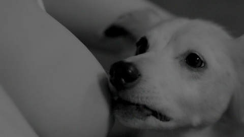 Good Boy's Sexiest Scenes with Judy Greer. Sexy, SFW, black and white. 912042
