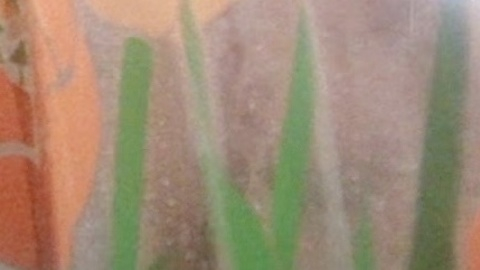 Nudes of Linda from Trick or Treats. Breasts, bathroom, clear shower curtain. 957594