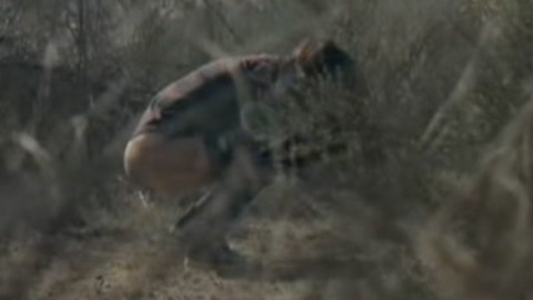 Hottest Blair Scenes. Sexy, SFW, desert. 975501