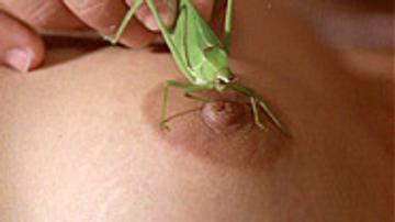 Naked Babes with Insects Weird And Wild Ant Ants 835