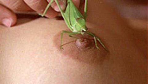 Naked Babes with Insects Weird And Wild Ant Ants 835