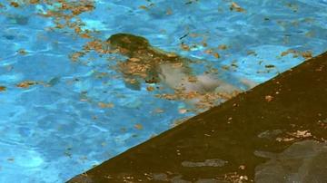 Ludivine Sagnier in Swimming Pool (2003) Breasts Bush Butt Breasts Bush 248937